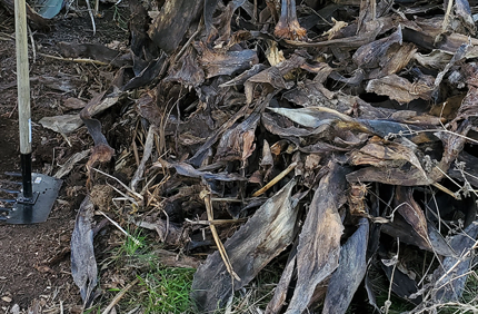 Utility Css San Diego Plant Eradication Banner 1440X500