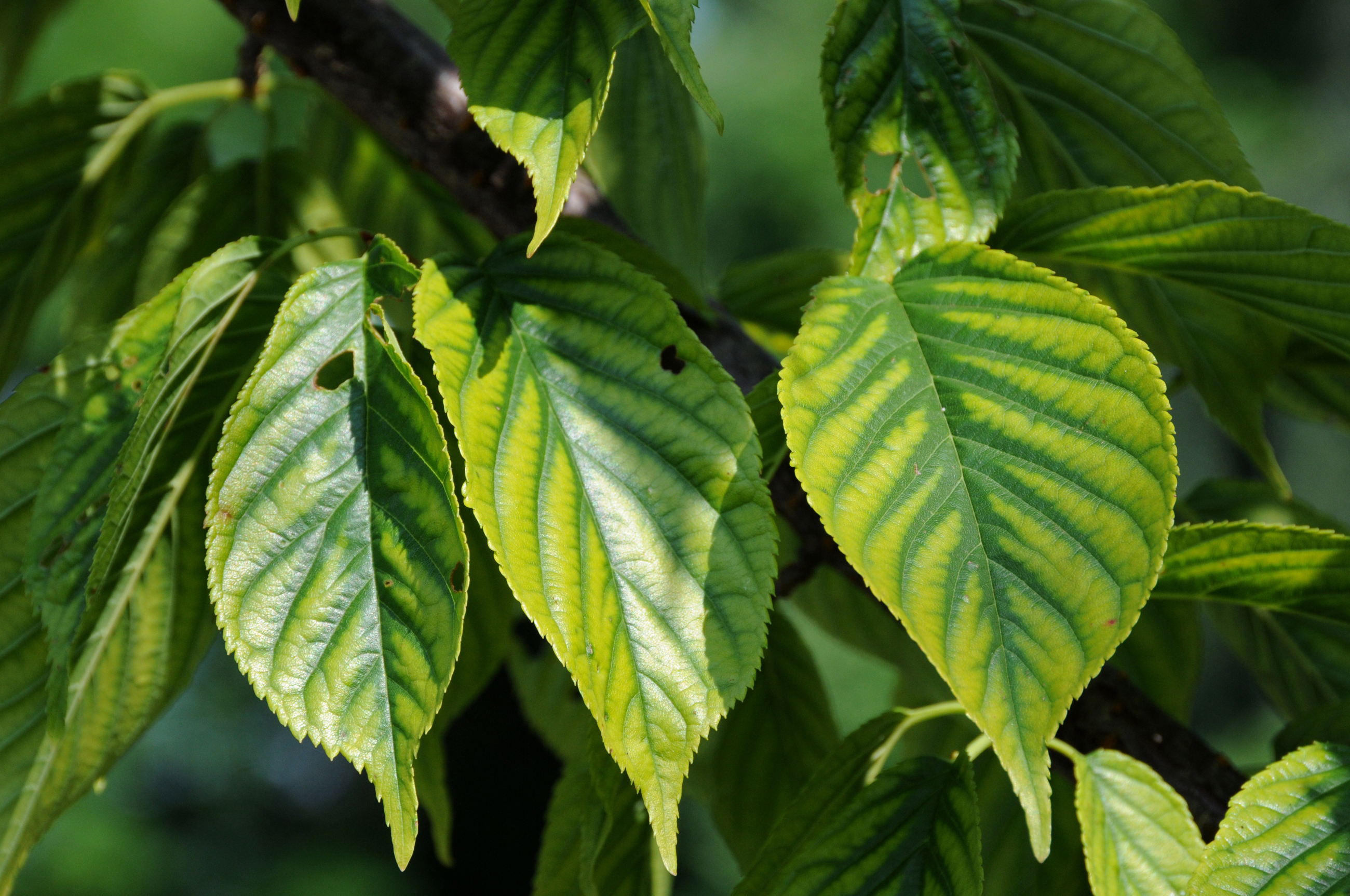 Ss 456412858 Chlorosis On Cherry Tree