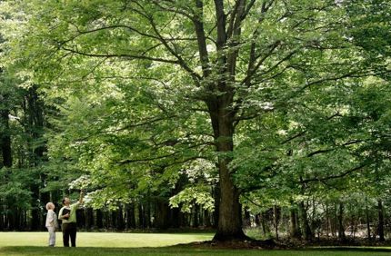 Healthy Tree 44647