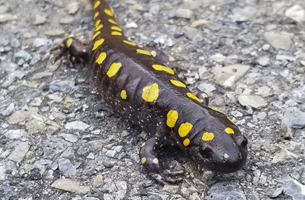 Vernal Pool Survey 600X600