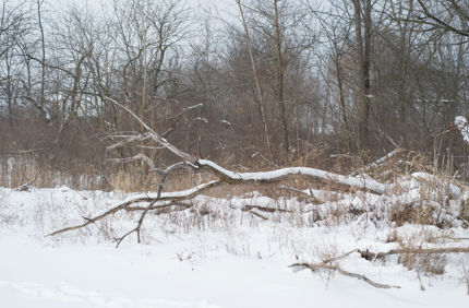 Winter Tree Down