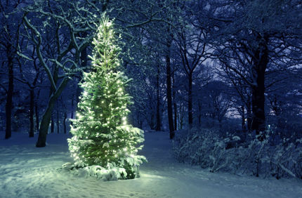 Lit Christmas Tree Outside Davey Tree