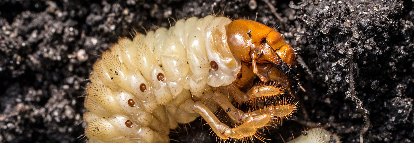 Pest And Disease Turf Grubs Banner 1440X500