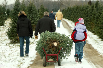 Chritmas Tree Farm