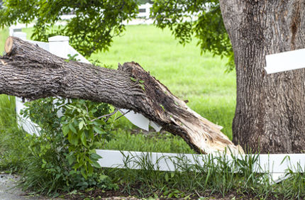 Sudden Limb Drop Fallen Branch In Yard Davey Tree