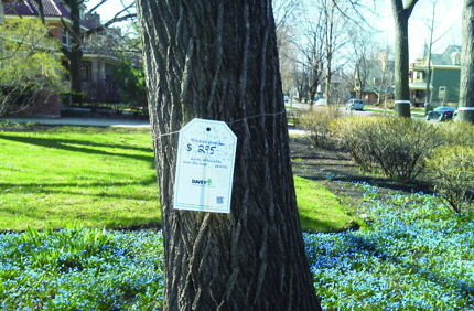 Mydavey Arbor Day Tagging The Benefits 3