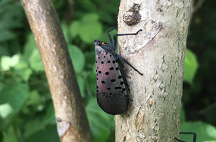 Close Up Spotted Lanternfly Adult On Bark Davey Tree