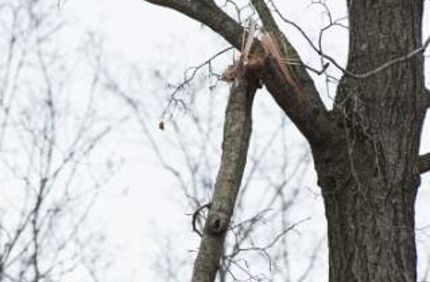 Broken Limbs