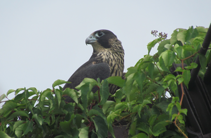 3649 Juvenile Pefa 2