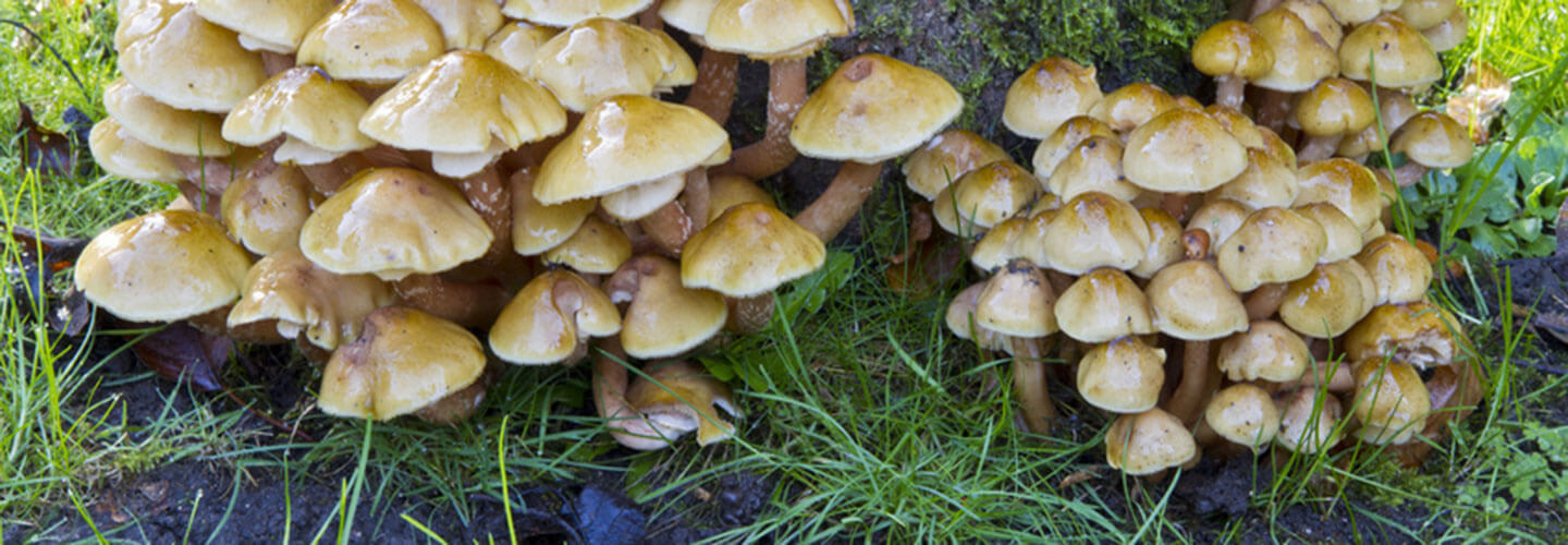 Pest And Disease Wood Decay Fungi Banner 1440X500