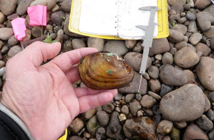 Mussel3830
