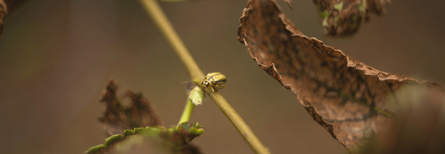 Pest And Disease Center Elm Leaf Beetle Banner 1440X500
