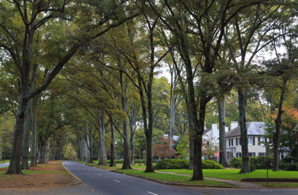 Tree Lined Street In Neighborhood 1