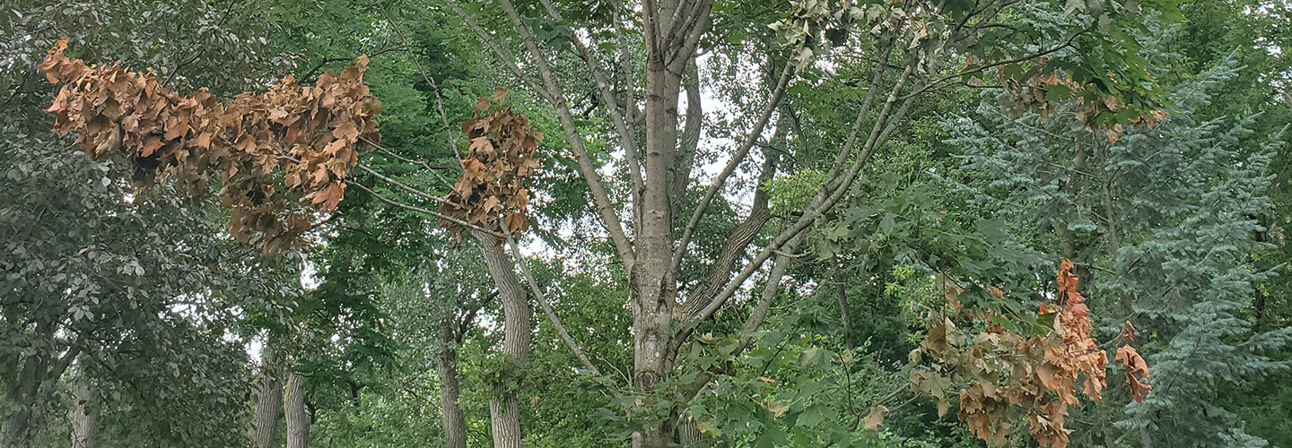 Pest And Disease Verticillium Wilt Banner 1440X500