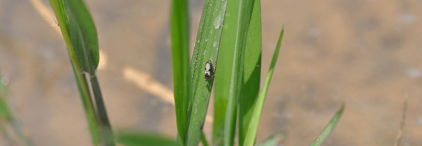 Pest And Disease Chinch Bugs Banner 1440X500