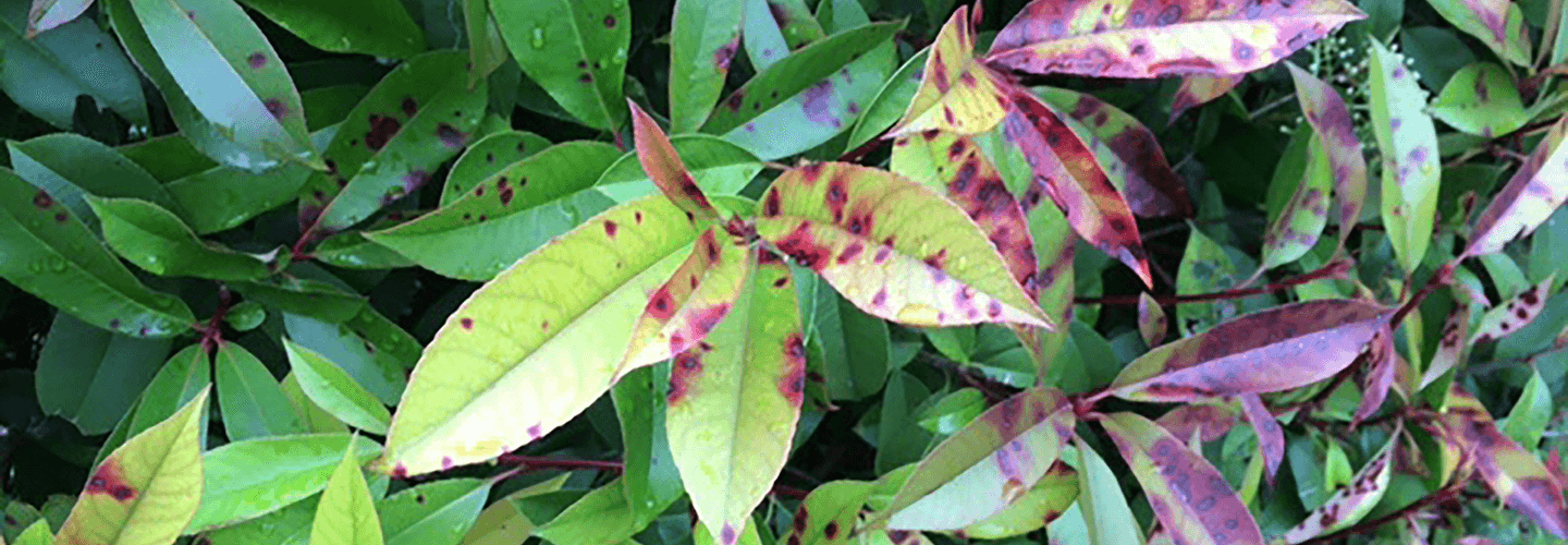 Pest And Disease Center Photinia Leaf Spot Banner 1440X500