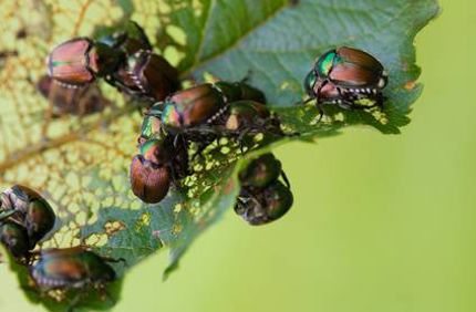 Japanese Beetle Infestation On Trees Davey Tree Control Japanese Beetles