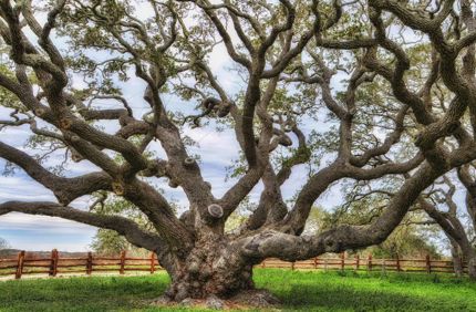73086860 Bigplustree