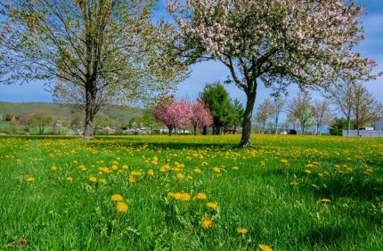 Springtime 3386834 960 720