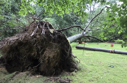 Red Oak In Severna Park July 2018 Courtsey Of Davey