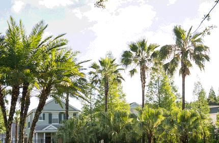 Florida Banner2