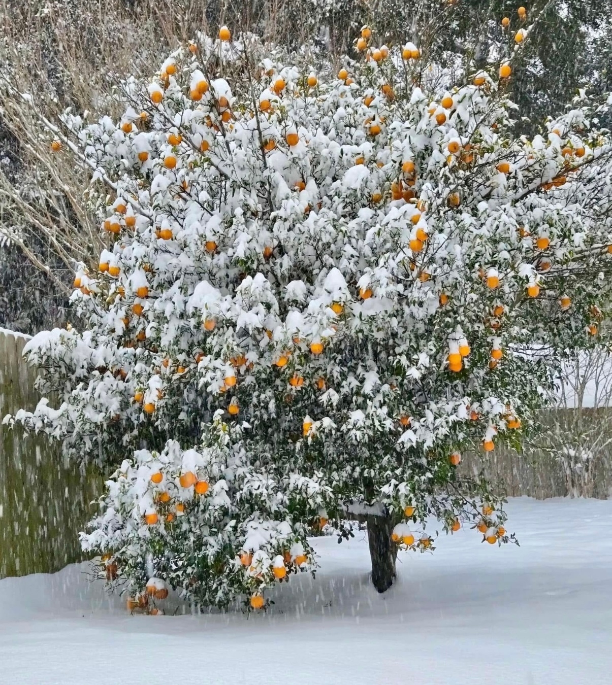 IMG 0769 1205X1350 149C437