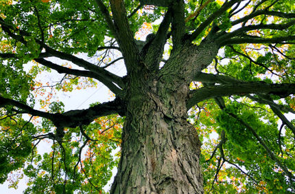 Sugar Maple