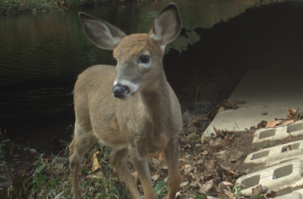Doe