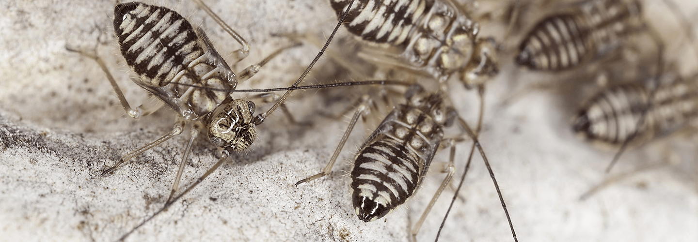 Pest And Disease Center Barklice Banner 1440X500