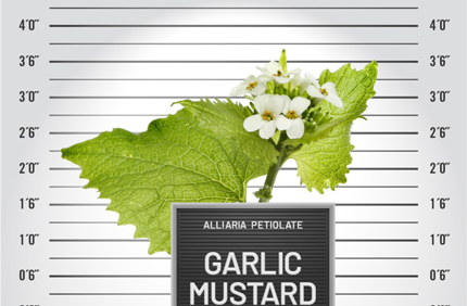 Garlic Mustard 600X488