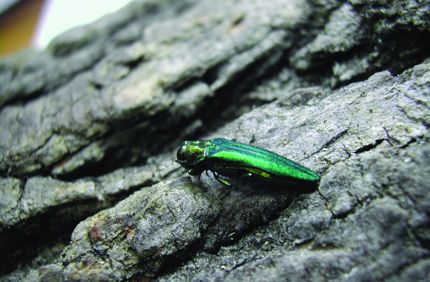 Eab Unsold Quote