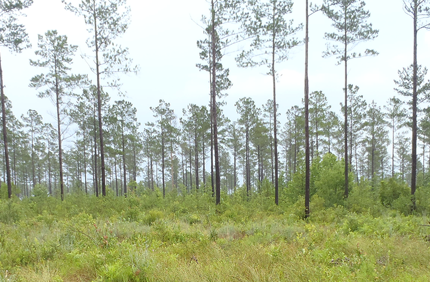 Environmential Project Profile Camp Lejeune Banner 1440X500