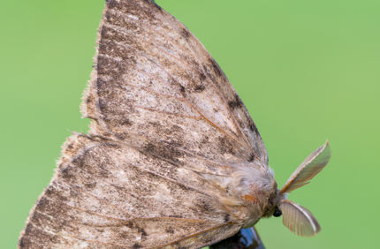 Gypsy Moth Close Up Davey Tree