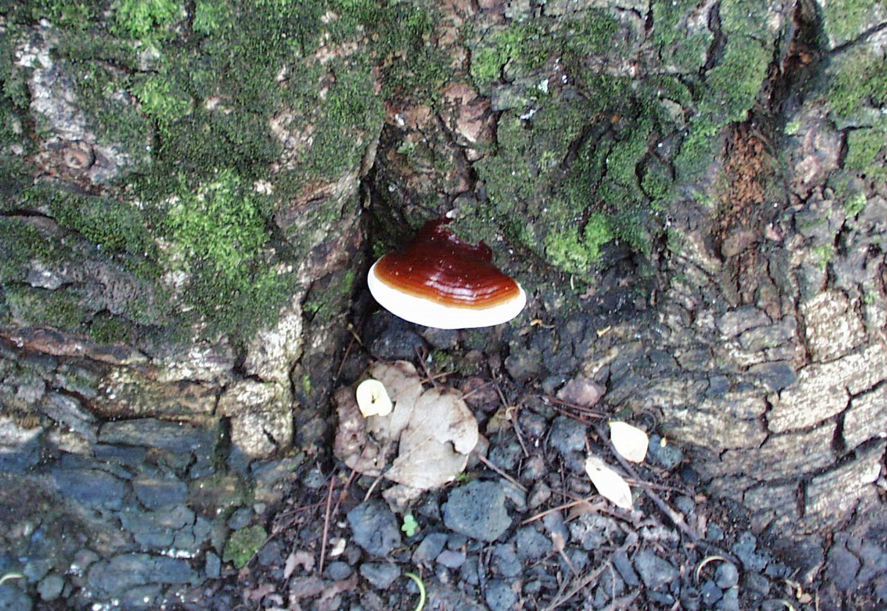 5393150 SMPT Ganoderma Lucidum Lglt