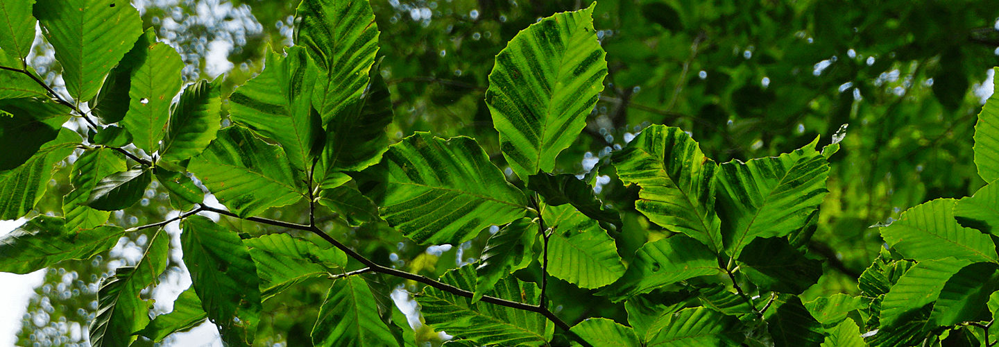 Beech Leaf Disease