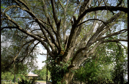 Berlandierash (1)