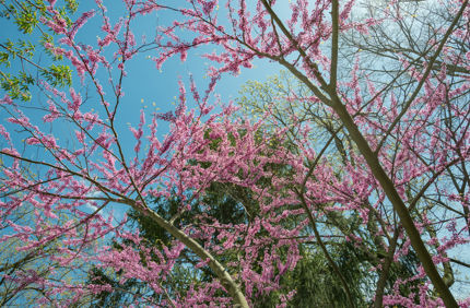 Davey Tree Redbud Tree