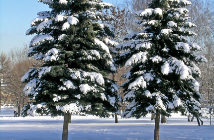 Snow Covered Evergreens