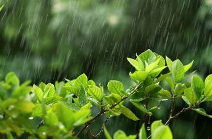 Tree Leaves In Rain Davey Tree