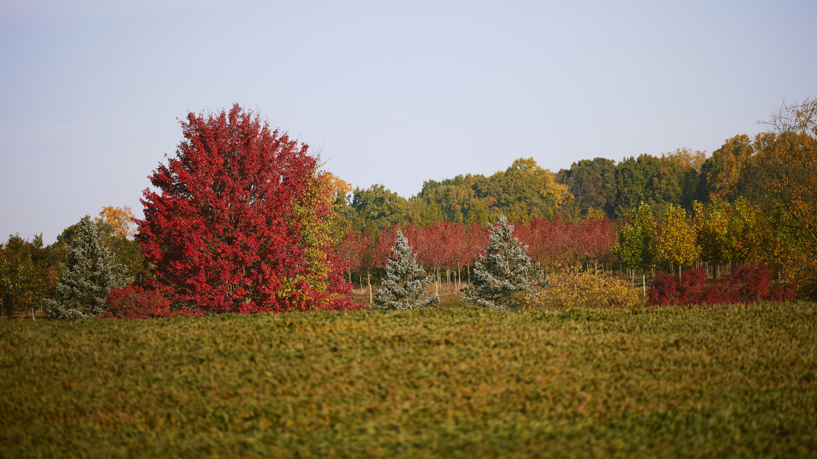 028A0905 7750X4359 6308A8f (1)