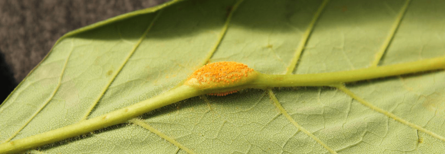 Pest And Disease Ash Rust Banner 1440X500