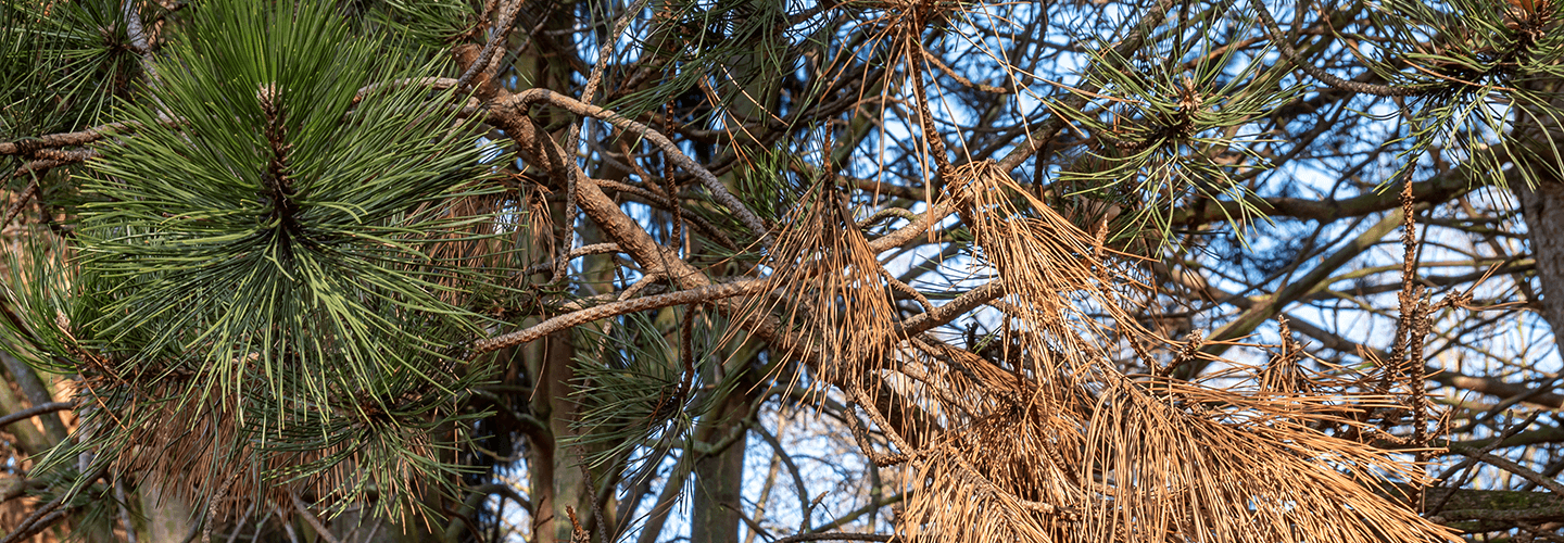 Pest And Disease Center Diplodia Tip Blight Banner 1440X500