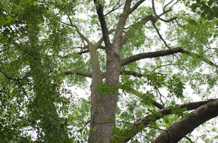 Ash Tree
