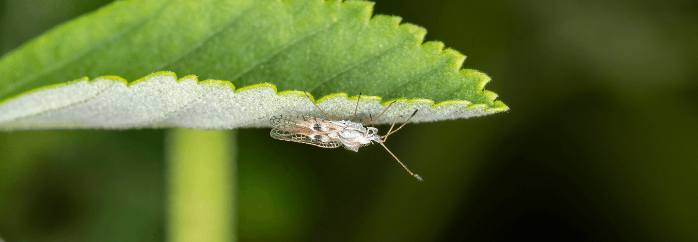Pest And Disease Lace Bugs Banner 1440X500