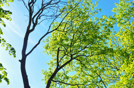 Davey Tree Why Does My Tree Only Have Leaves On One Side