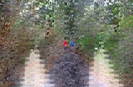 Forest Bathing