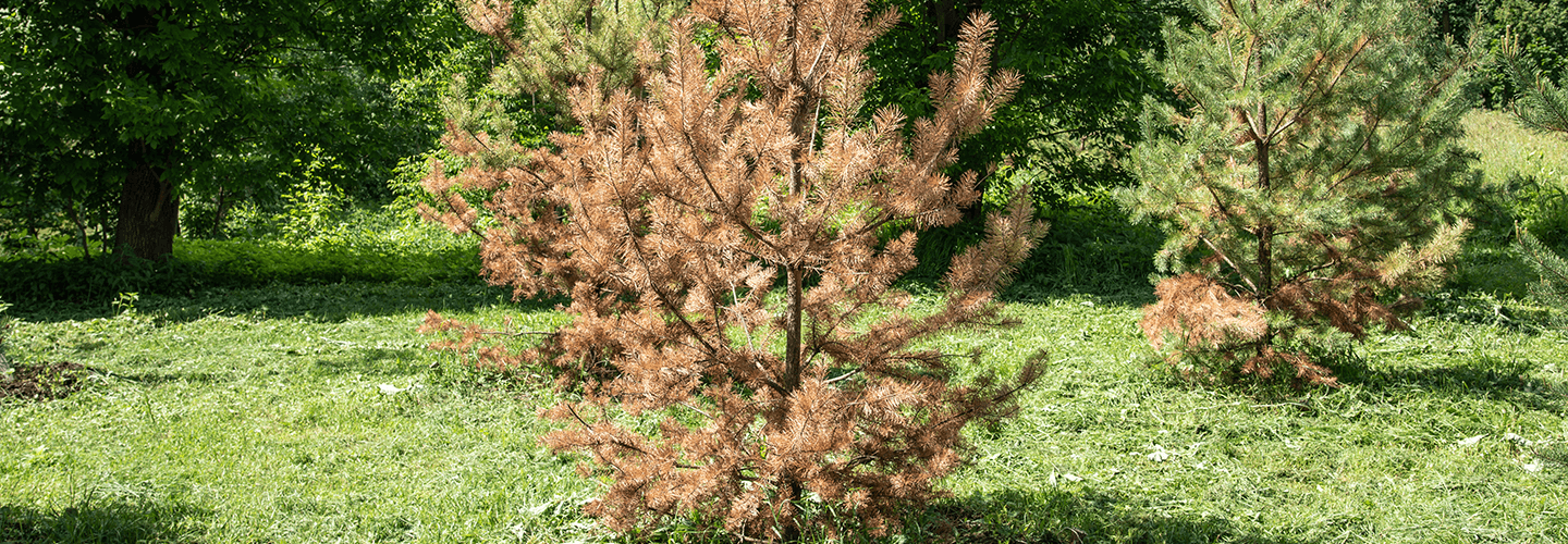 Pest And Disease Center Needle Blight Banner 1440X500