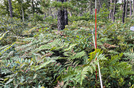 MAANG Vegetation 2