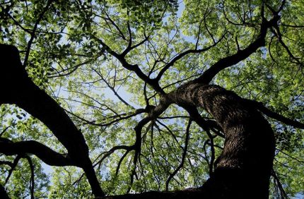 Tree 189909 960 720