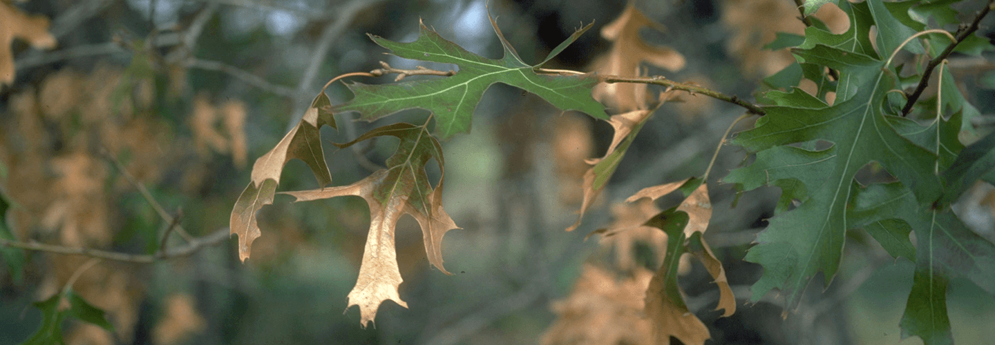 Pest And Disease Center Vascular Wilt Disease Banner 1440X500